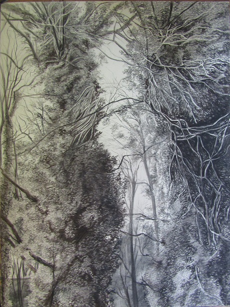 I 72 C 10 Généalogie du Concept 71(2) Arbres (Meudon) 80 x 50 fusain IMG 0546 Intuition et Concept - dessin 1